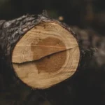 Bristol Harbourside loses 162 trees and replacement to take years