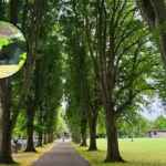 Black Bear Sightings Rise in Bristol, Connecticut 2026