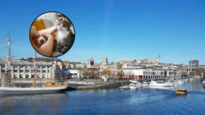 Bristol Landlords Still Reject Pets After 2026 Law Change – Bristol 2026