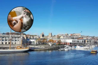 Bristol Landlords Still Reject Pets After 2026 Law Change – Bristol 2026