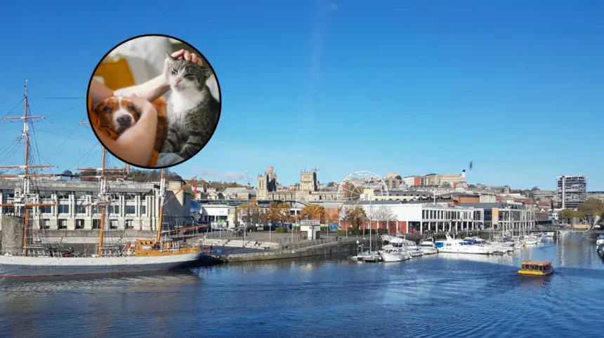 Bristol Landlords Still Reject Pets After 2026 Law Change – Bristol 2026