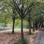 Cycling Routes in Bristol: Best Paths for Commuting and Leisure