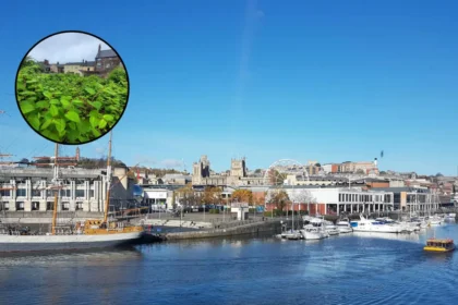 Bristol Named Japanese Knotweed Capital of England in 2026