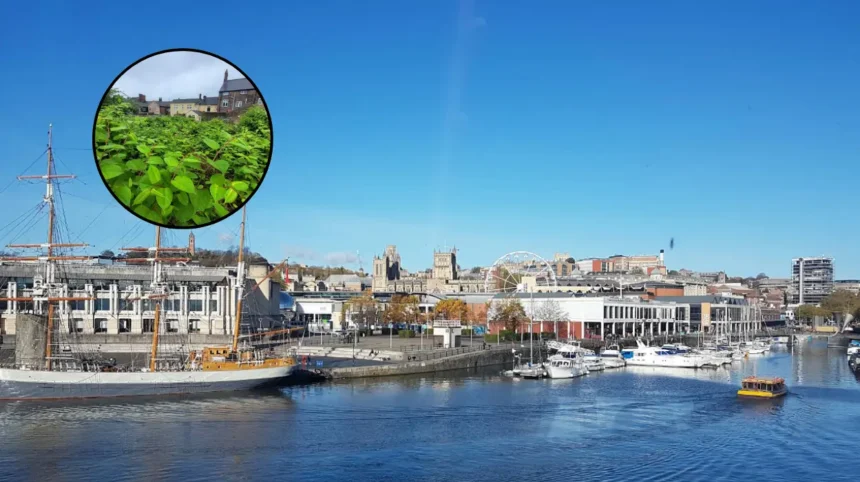 Bristol Named Japanese Knotweed Capital of England in 2026