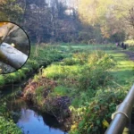Brislington Brook Pollution Kills Fish and Wildlife in St Anne's 2026