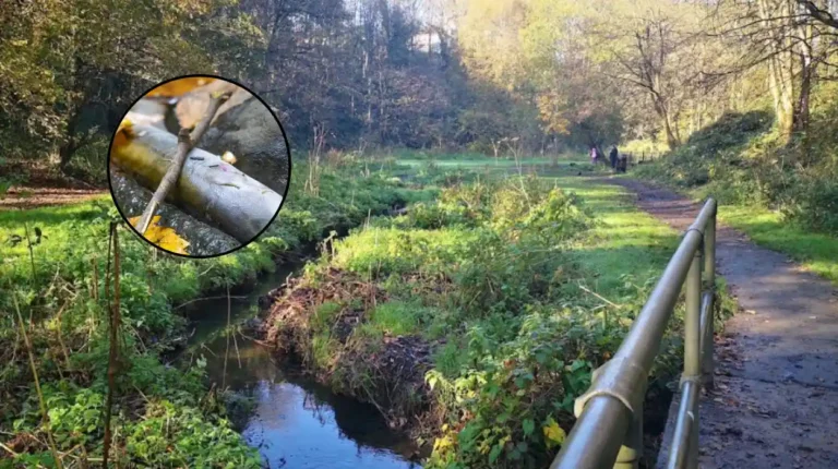 Brislington Brook Pollution Kills Fish and Wildlife in St Anne's 2026