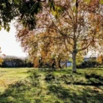 Horfield Area Guide History, Homes, Parks and Local Life