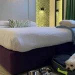 Pet-Friendly Accommodation in Bristol Complete Guide 2026
