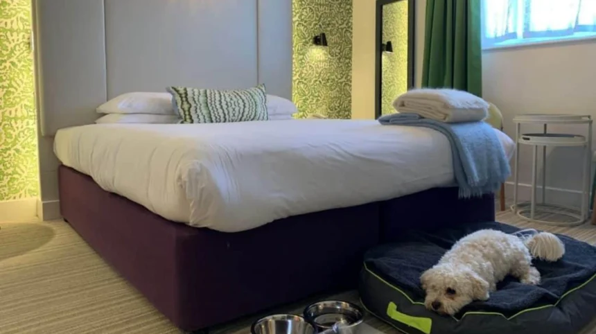 Pet-Friendly Accommodation in Bristol Complete Guide 2026