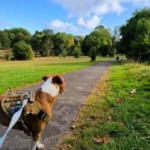Pet Services in Bristol Complete Local Guide