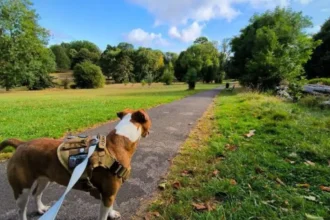 Pet Services in Bristol Complete Local Guide
