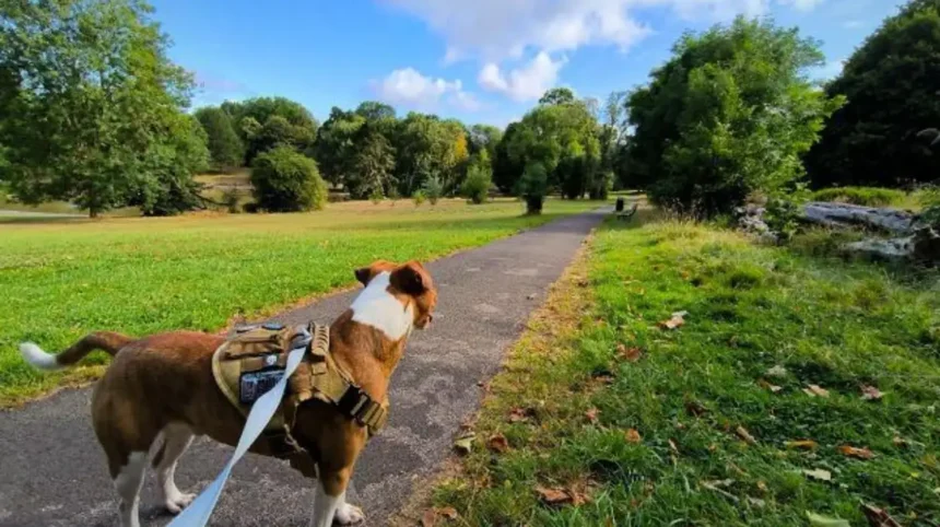 Pet Services in Bristol Complete Local Guide
