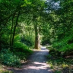Best Dog Walks in Bristol_ Parks, Woodland and Riverside Trails