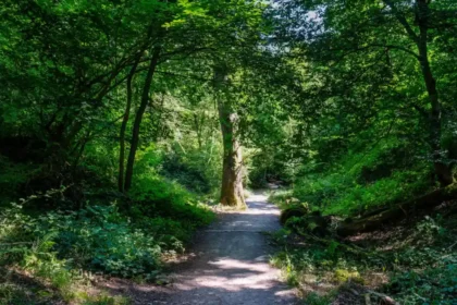 Best Dog Walks in Bristol_ Parks, Woodland and Riverside Trails