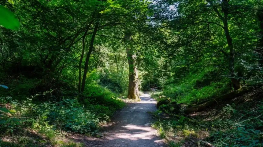 Best Dog Walks in Bristol_ Parks, Woodland and Riverside Trails