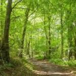 Best Nature Reserves Near Bristol for Wildlife and Walks