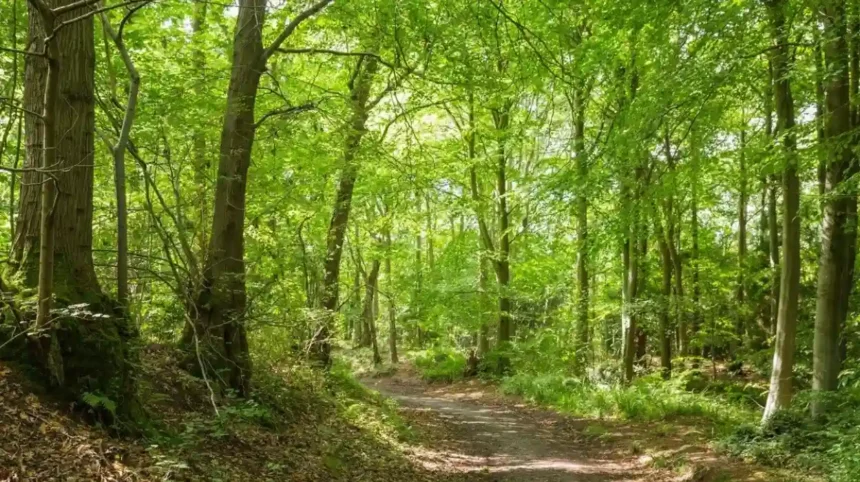 Best Nature Reserves Near Bristol for Wildlife and Walks