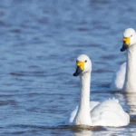 Best Wildlife Watching Places Near Bristol _ Nature Guide
