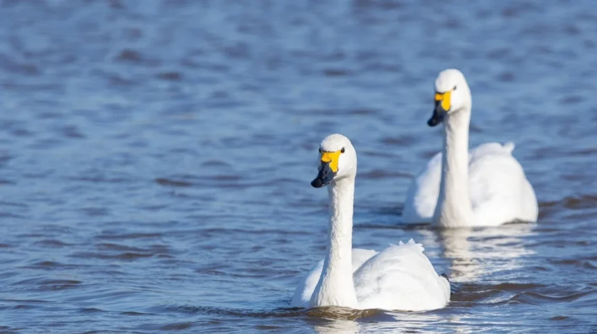 Best Wildlife Watching Places Near Bristol _ Nature Guide