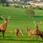 Circular Walks Near Bristol_ Best Countryside and Woodland Routes