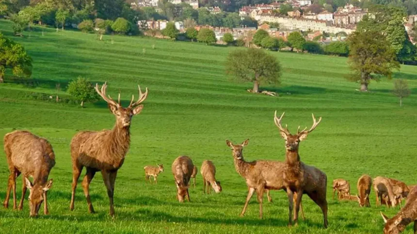 Circular Walks Near Bristol_ Best Countryside and Woodland Routes