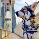 Dog Boarding in Bristol_ Kennels, Home Care and Costs