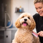 Dog Groomers in Bristol_ Services, Prices and How to Choose
