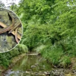 Firewater Chemical Runoff Kills Endangered European Eels in Brislington Brook 2026