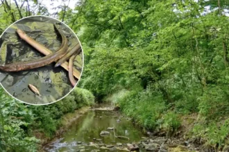 Firewater Chemical Runoff Kills Endangered European Eels in Brislington Brook 2026