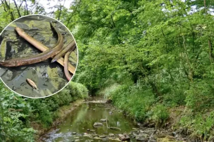 Firewater Chemical Runoff Kills Endangered European Eels in Brislington Brook 2026