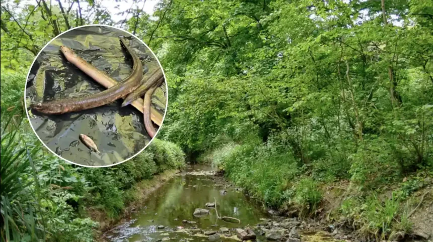 Firewater Chemical Runoff Kills Endangered European Eels in Brislington Brook 2026