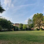 Historic Copper Beech Tree Set to Be Felled in Bristol 2026