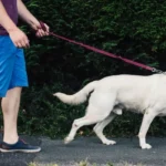 UK Dog Law Change 2026 Affects Thousands of Owners